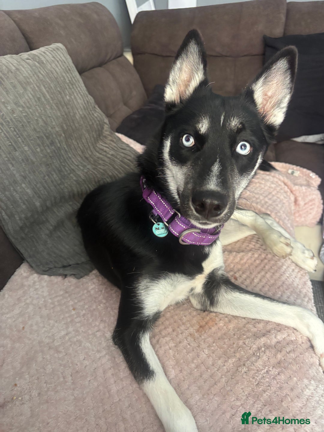 Siberian Husky dogs for sale: Husky - Image 1