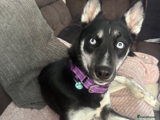 Siberian Husky dogs - Advert 5