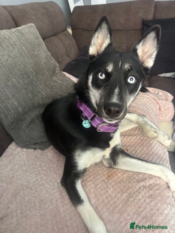 Siberian Husky dogs - Advert 2