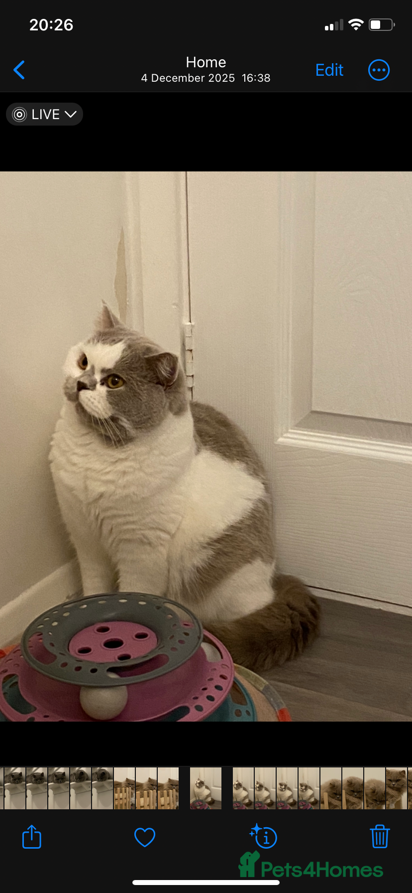 British Shorthair cats Older kittens for Rehome  - Advert 2