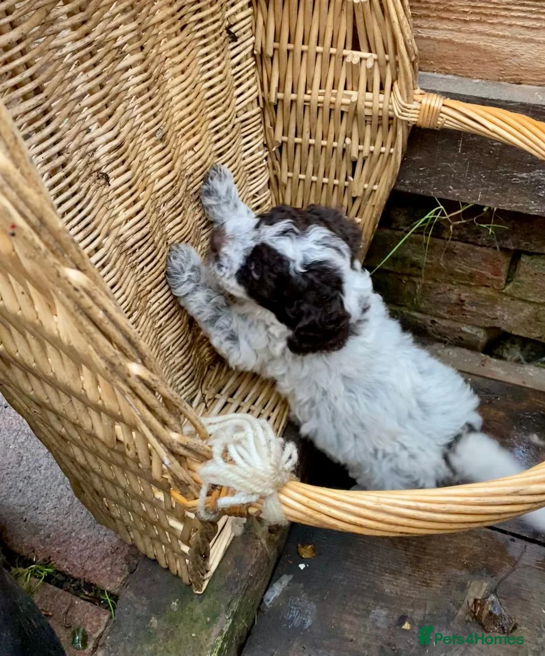 Lagotto Romagnolo dogs for sale: Three wonderful Lagotto pups available now - Advert 16