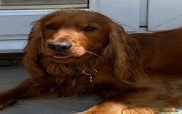 Cocker Spaniel dogs for sale: Beautiful show cocker - Advert 10