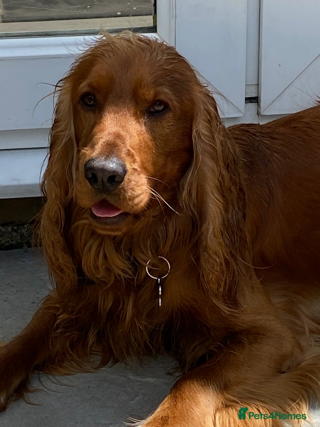 Cocker Spaniel dogs for sale: Beautiful show cocker - Advert 10