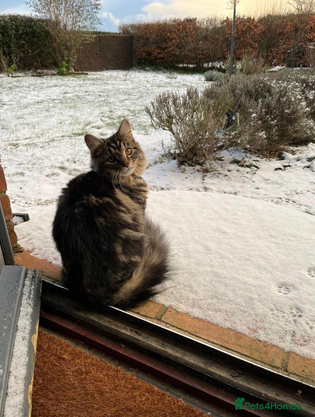 British Longhair cats for sale: Luna’s beautiful British longhair kittens 🐾🥰 in Bury Saint Edmunds - Advert 11
