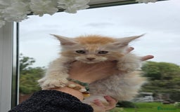 Maine Coon cats for sale: Registered Maine coon kittens  - Image 19