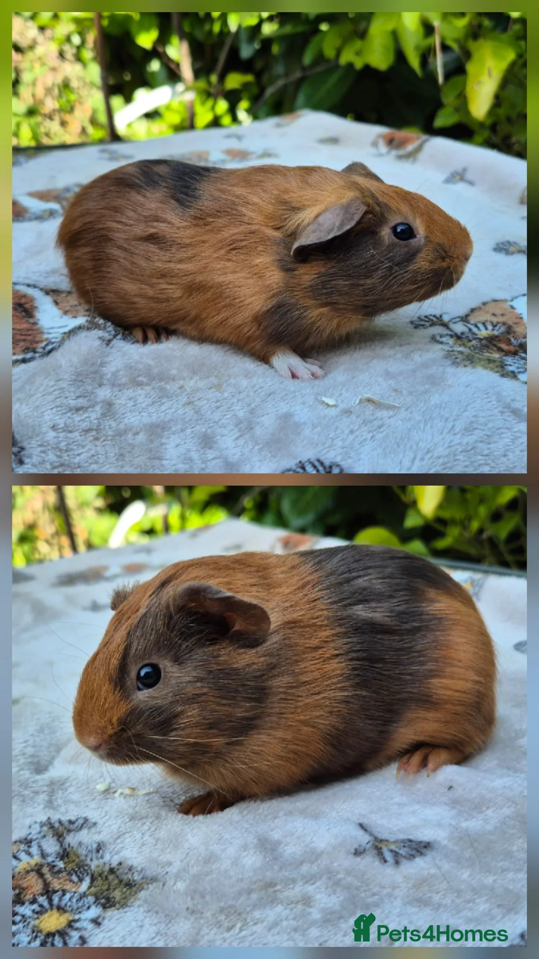 Guinea Pig rodents for sale: Two stunning Pet-bred boars 👀🏡 - Advert 4