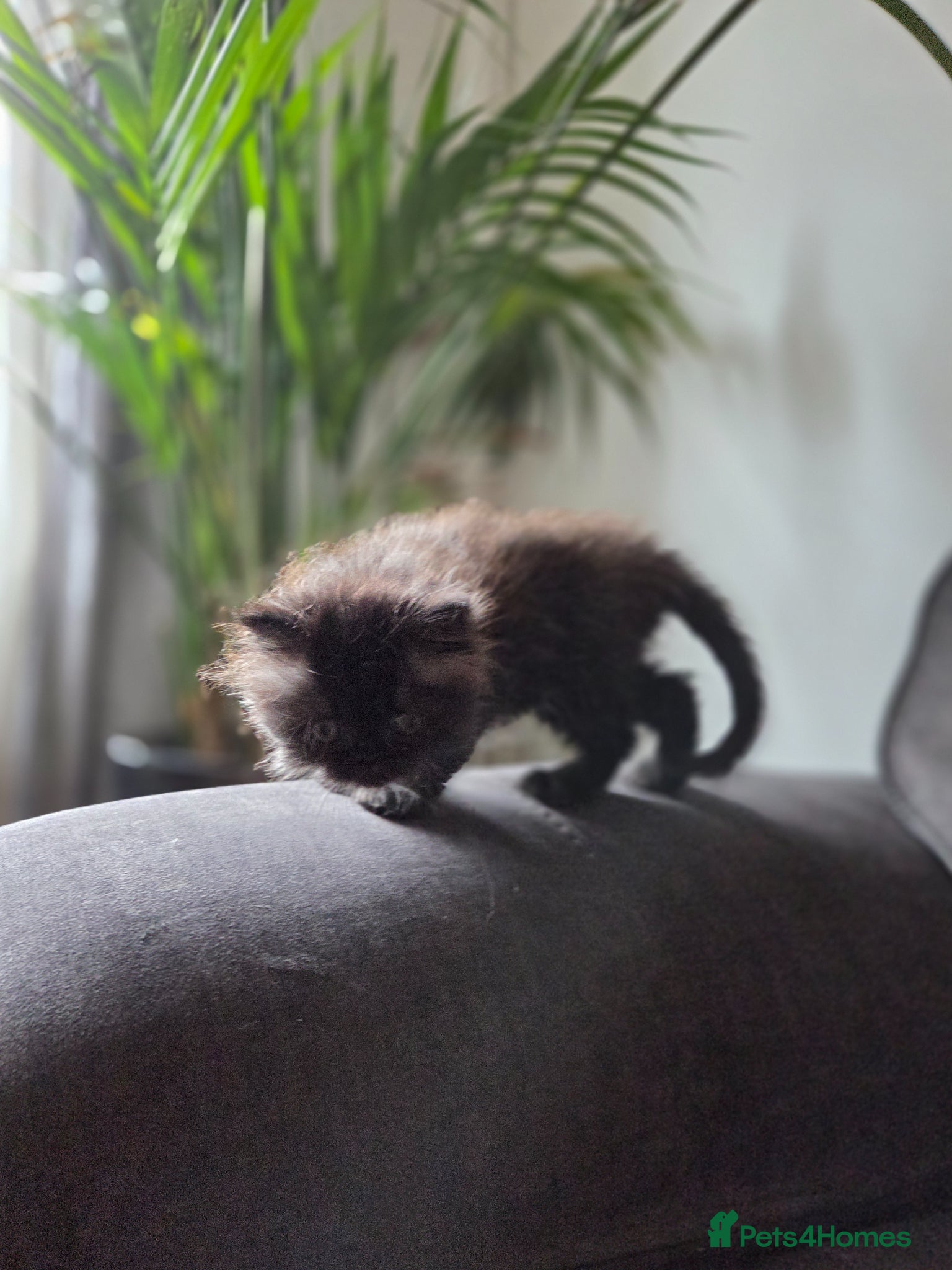 Persian cats for sale: Two Beautiful Persian male kittens  - Advert 12
