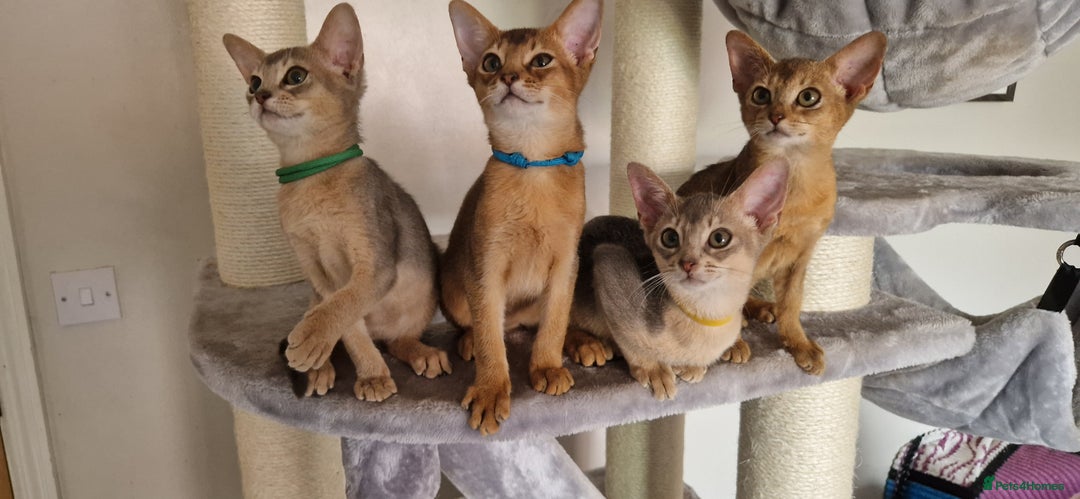 Abyssinian cats for sale: Pure Abyssinian kittens ❤️Ready to go 😍  - Image 22