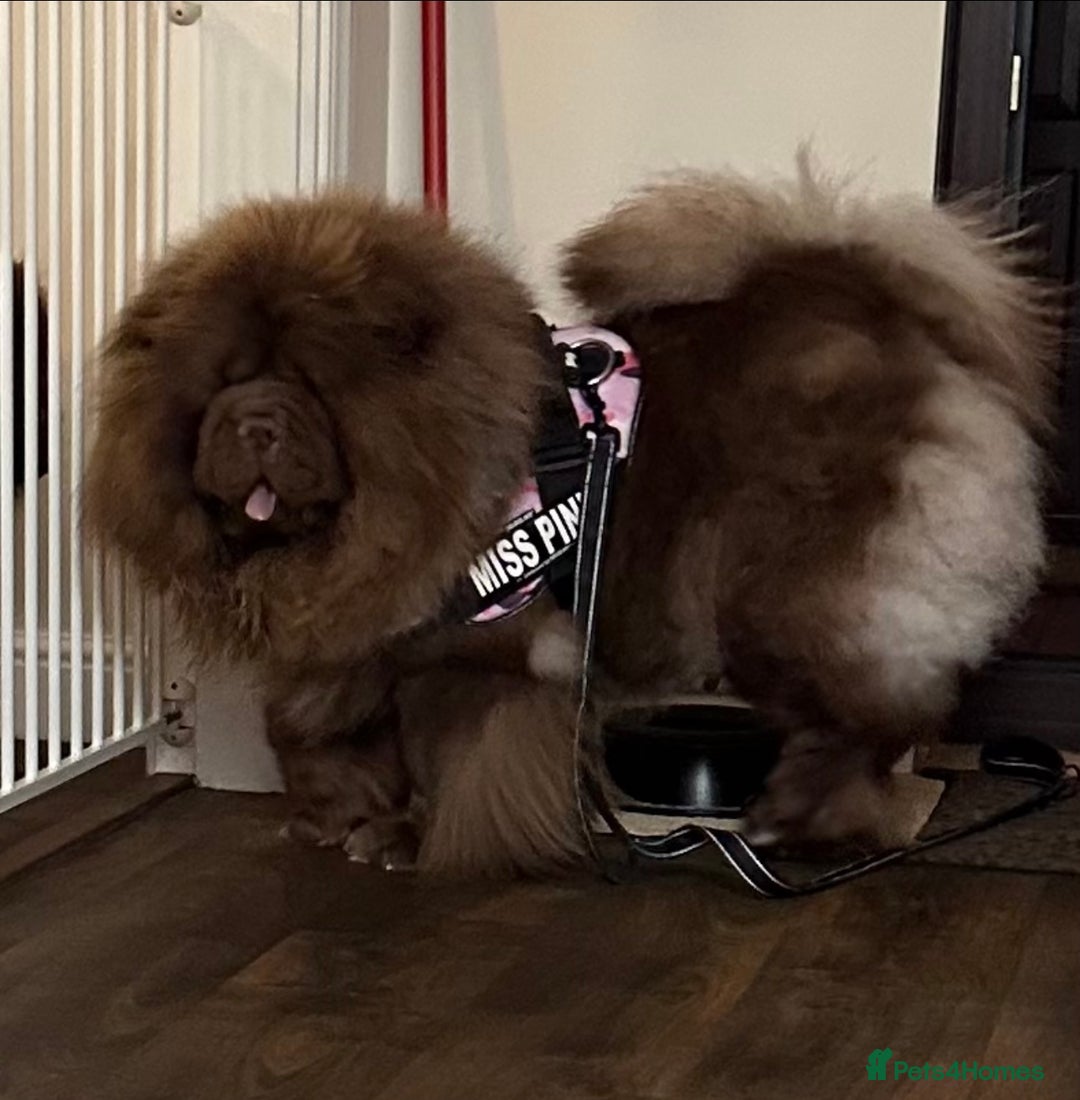 Chow Chow dogs for sale: Outstanding Baby Bears - Image 15