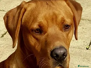 Labrador Retriever dogs STUNNING KC DARK FOX RED WORKING LABRADOR STUD DOG - Advert 11