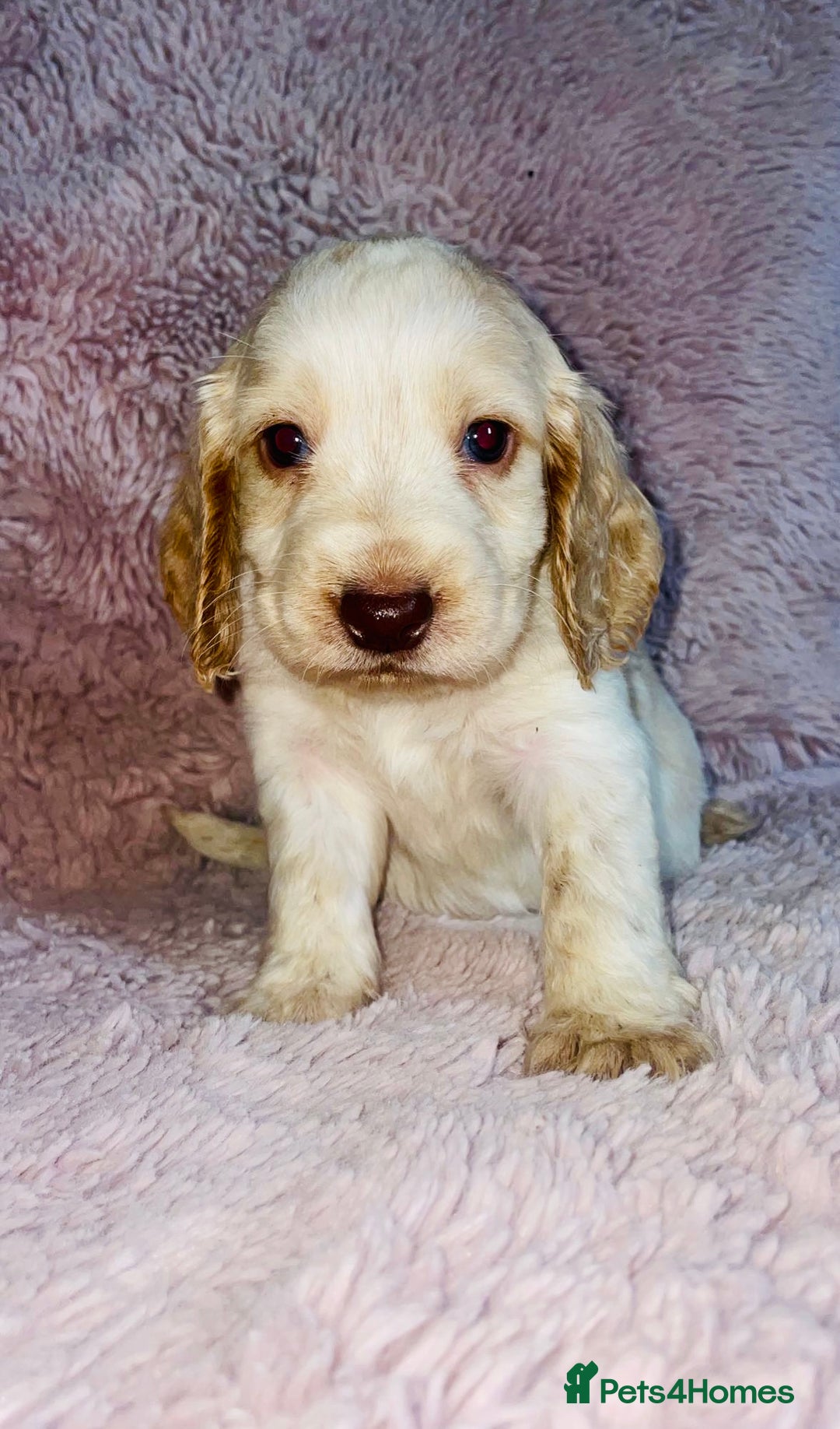 Cocker Spaniel dogs for sale: Cocker Spaniel Pups  - Image 3