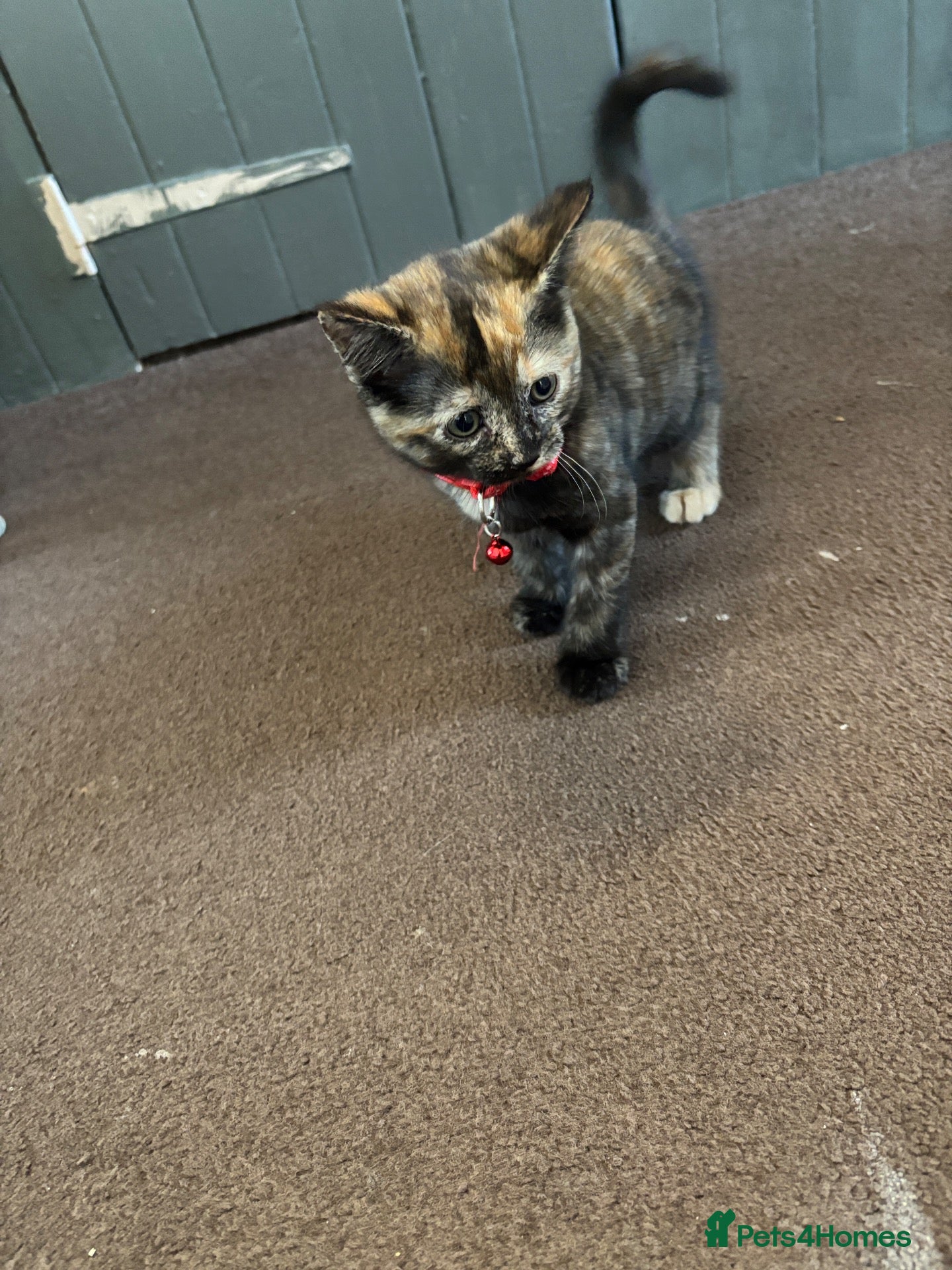 Mixed Breed cats 2 female kittens available and ready to go  - Advert 2