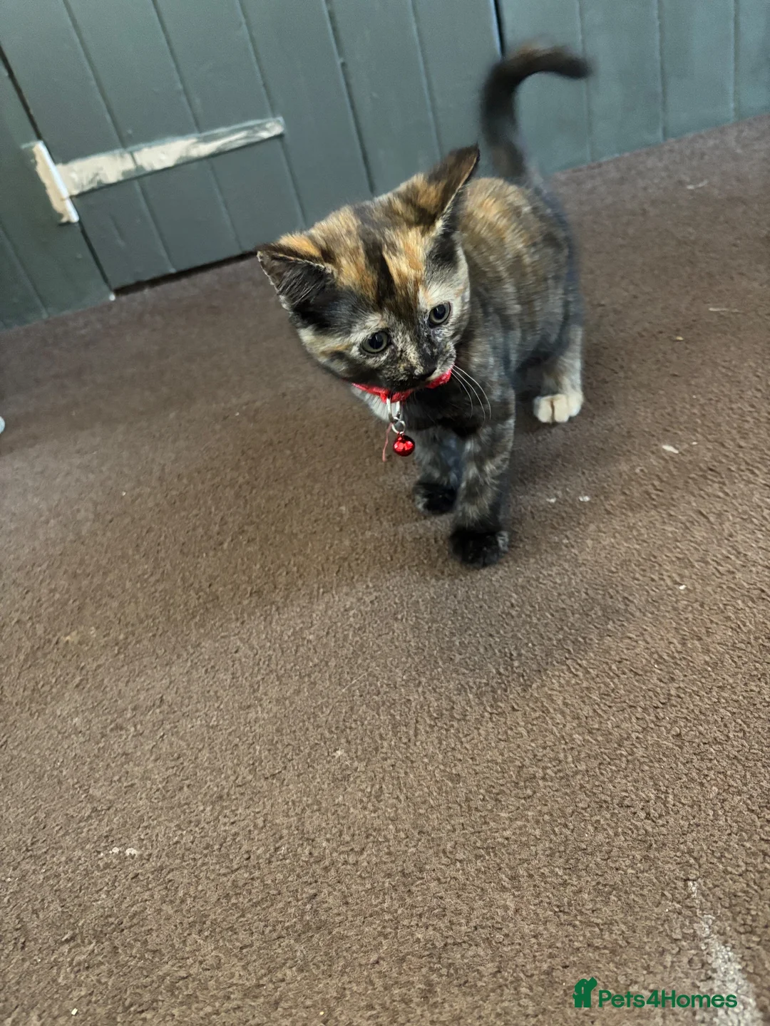 Mixed Breed cats for sale: 2 female kittens available and ready to go  in Totnes - Advert 1