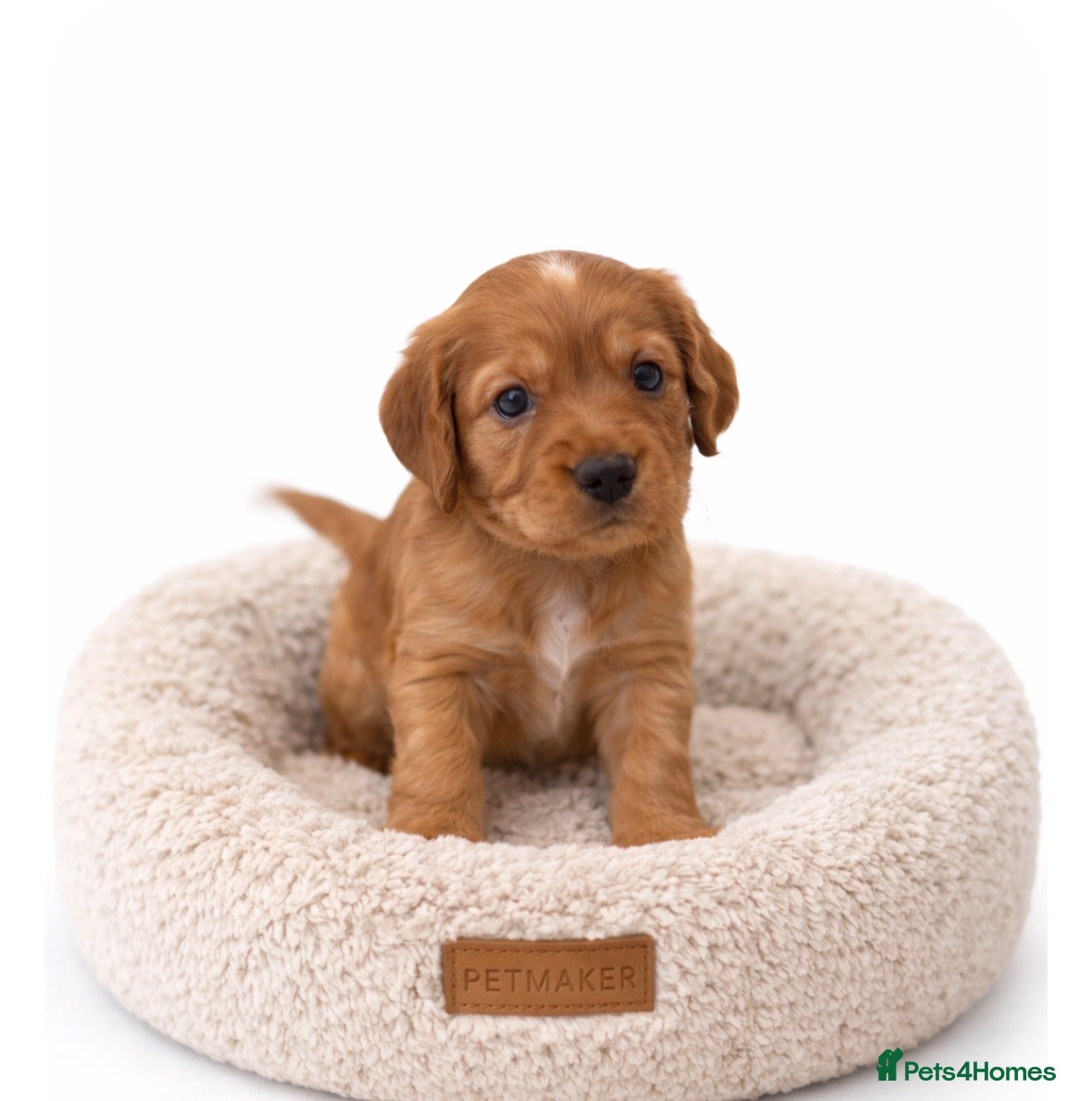 Cocker Spaniel dogs Beautiful KC Reg. Working Cocker Spaniels  - Advert 1