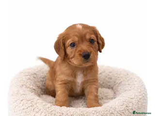 Cocker Spaniel dogs Beautiful KC Reg. Working Cocker Spaniels - Advert 1