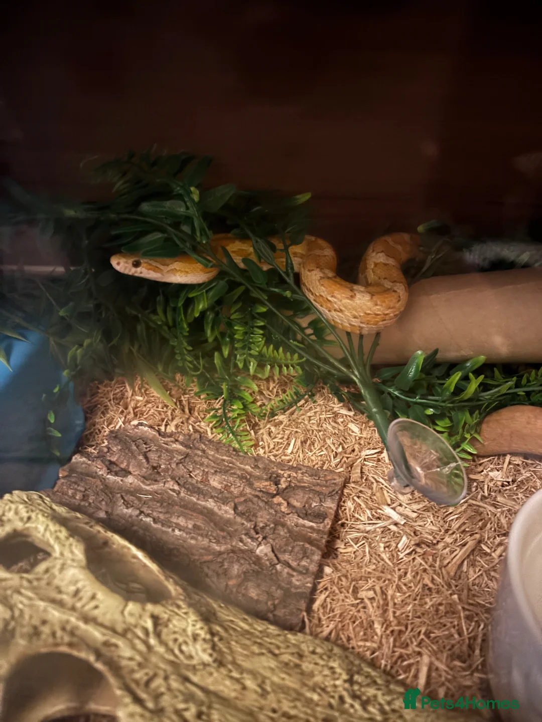 Corn Snake reptiles for sale: Corn snake for sale - Advert 2