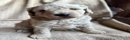 Cavapoochon dogs for sale: Beautiful Cavapoochon Puppies - Advert 20