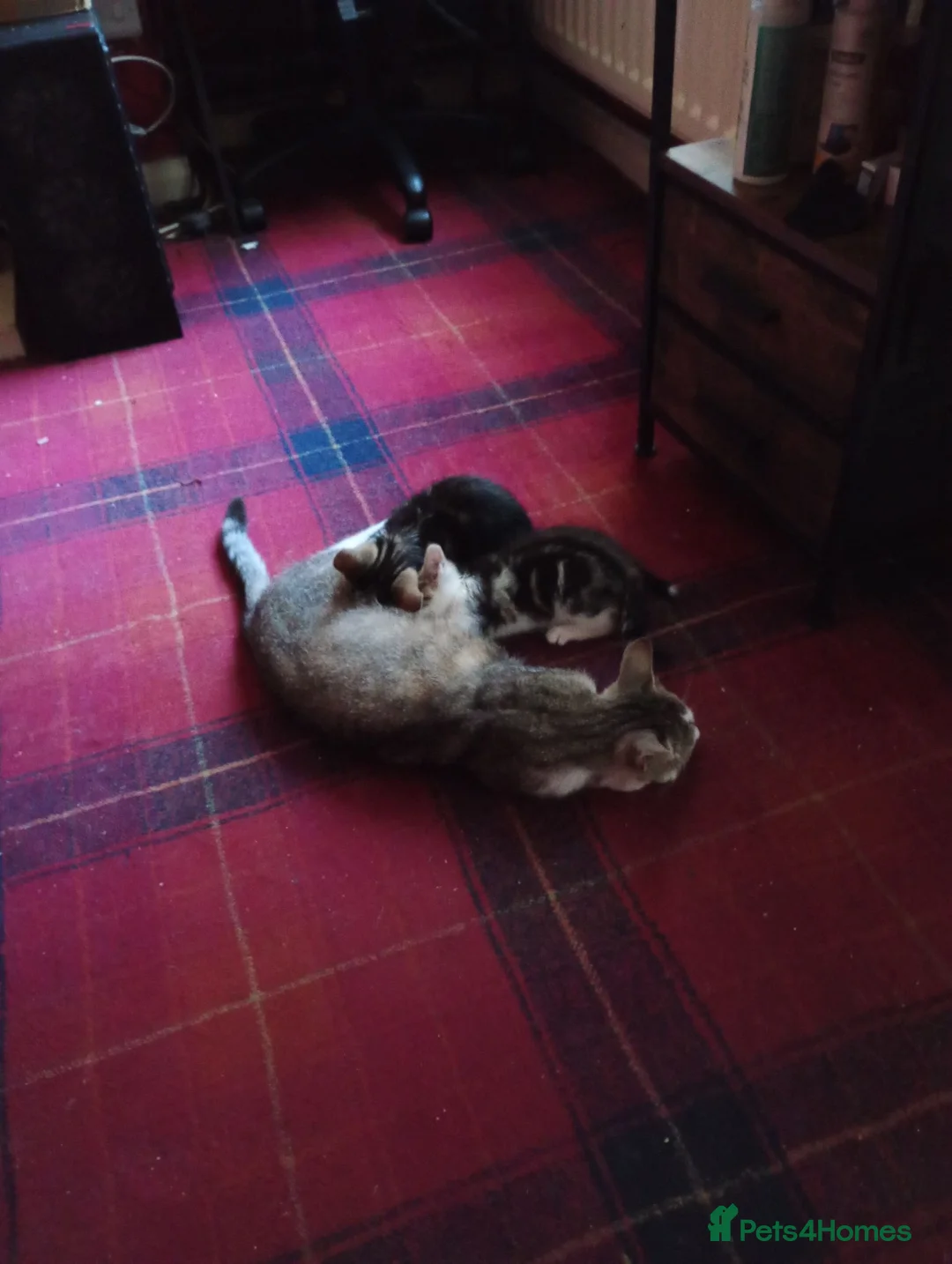 Mixed Breed cats for sale: Two kittens for sale  - Advert 1