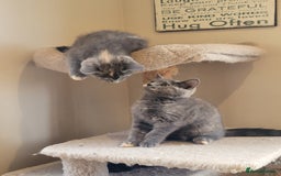 Mixed Breed cats for sale: Gorgeous kittens ready for forever homes - Image 3