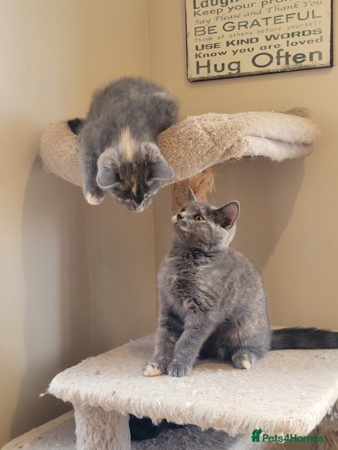 Mixed Breed cats for sale: Gorgeous kittens ready for forever homes - Image 3