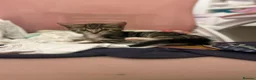 Mixed Breed cats for sale: 2 lovely tabby girls  - Advert 9