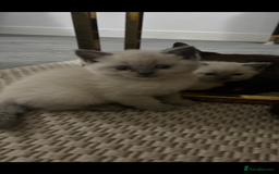 British Shorthair cats for sale: British short hair/british longhair - Image 4