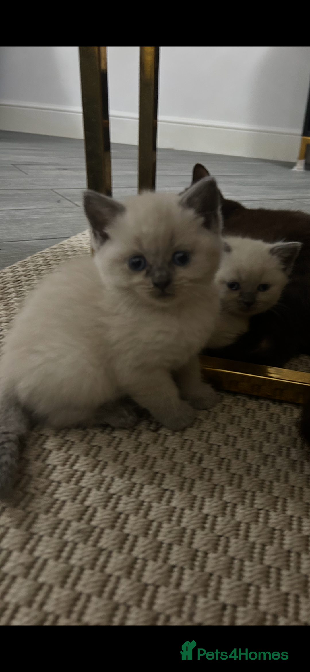 British Shorthair cats for sale: British short hair/british longhair - Image 4