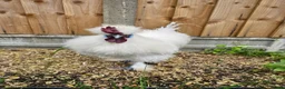 Chickens poultry for sale: White silkie rooster to be rehomed - Advert 3