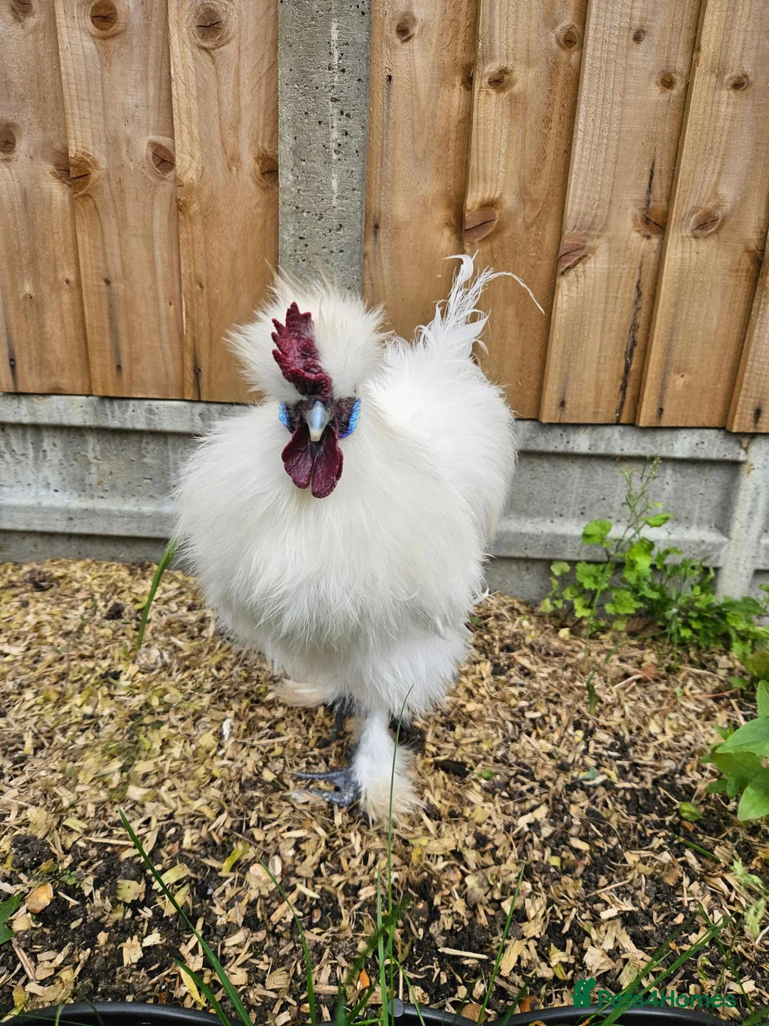 Chickens poultry for sale: White silkie rooster to be rehomed - Advert 3