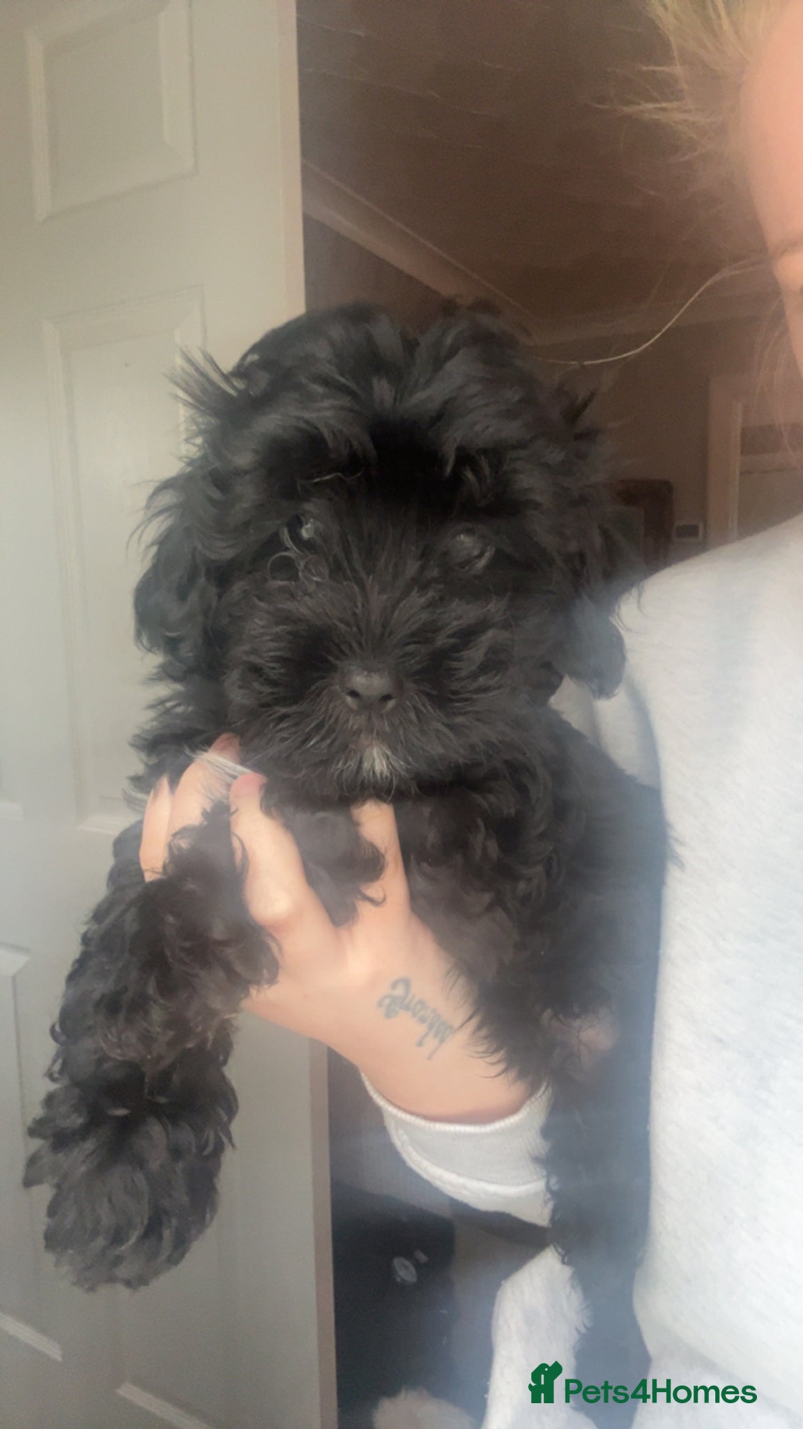 Lhasapoo dogs lhasapoo BLACK BOY ready now fully vaccinated  - Advert 2