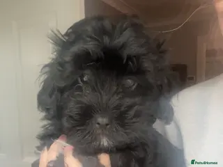 Lhasapoo dogs lhasapoo BLACK BOY ready now fully vaccinated - Advert 2