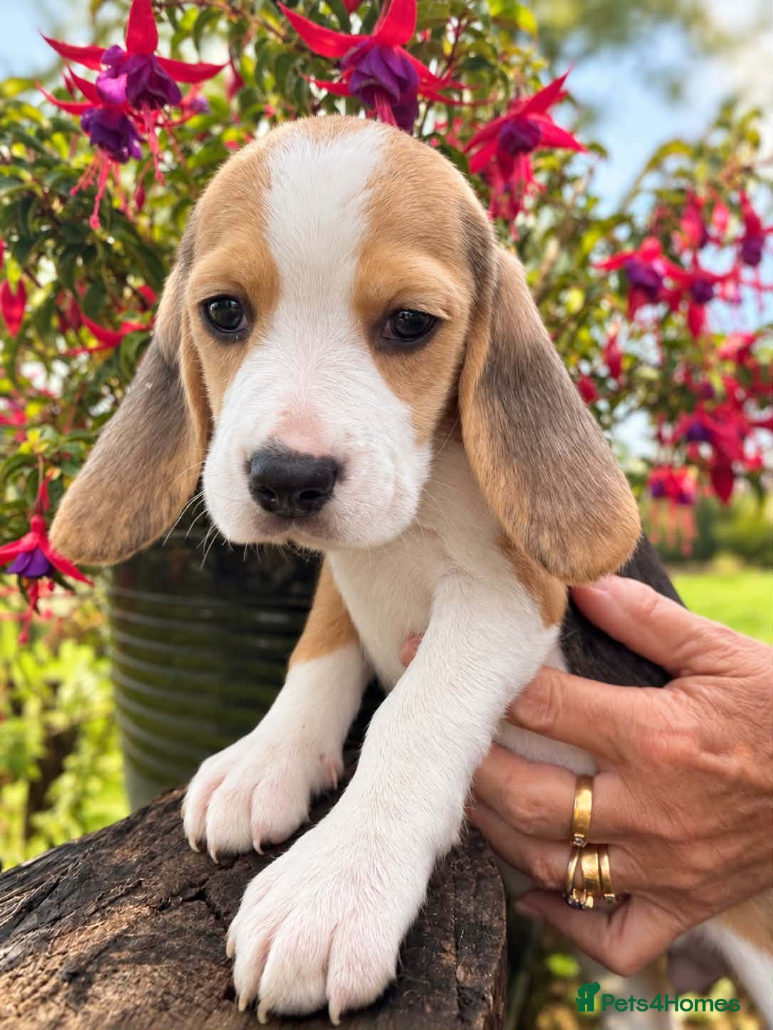 Beagle dogs KC Registered Beagle Puppies  - Advert 2