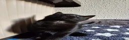 Mixed Breed cats for sale: Lovely Male Kitten Ready for His Forever Home 🐾 - Advert 3