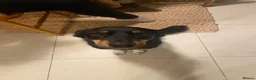 Mixed Breed dogs for sale: Re-homing  - Advert 5