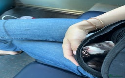 Ferret rodents for sale: Beautiful ferret  - Image 5