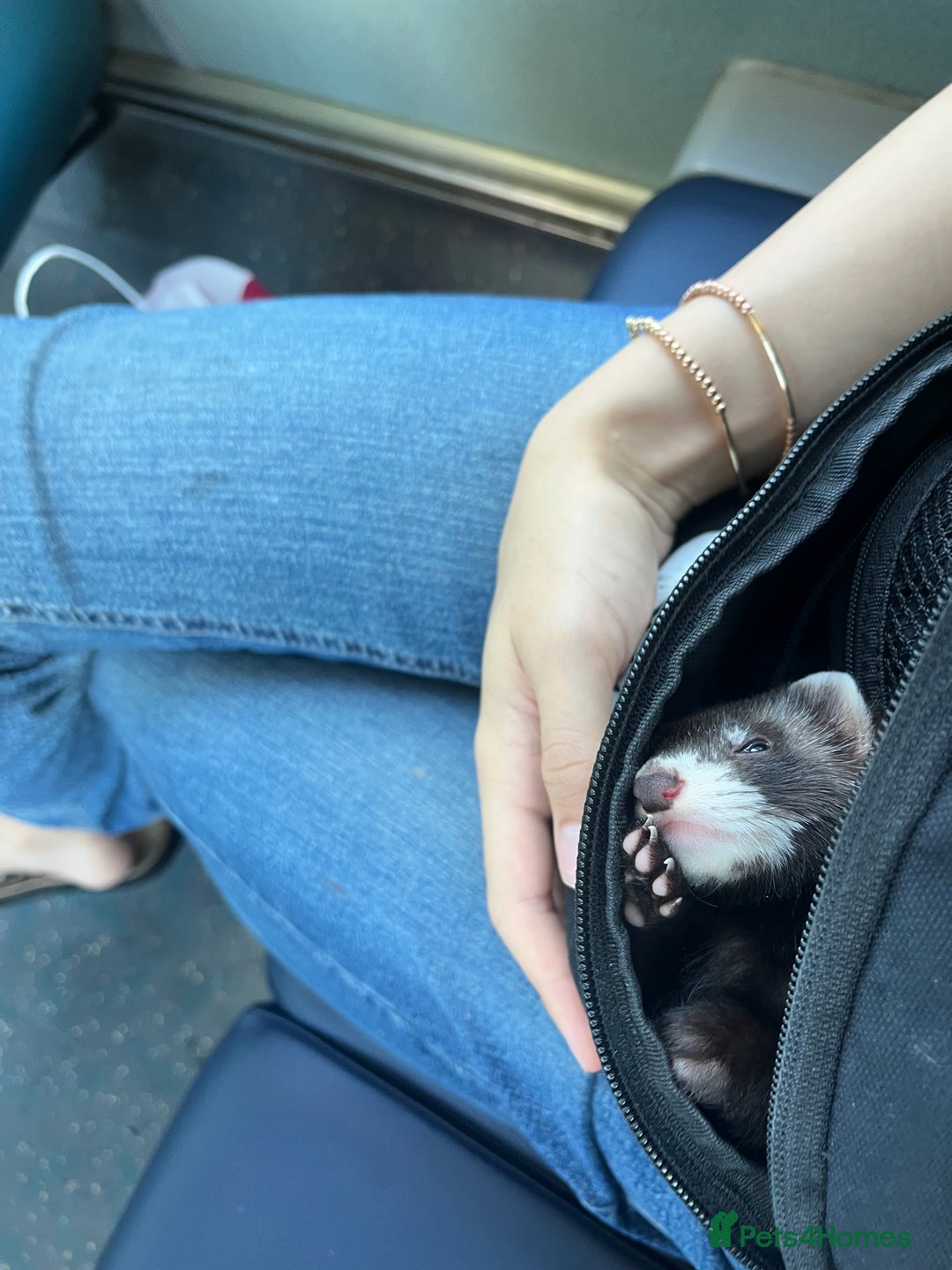 Ferret rodents for sale: Beautiful ferret  - Image 5