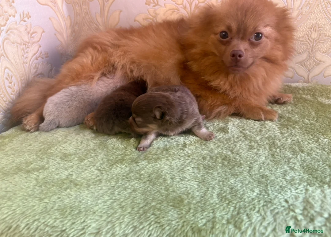 Pomeranian dogs for sale: Kc registered Pom babys ready now x - Advert 8