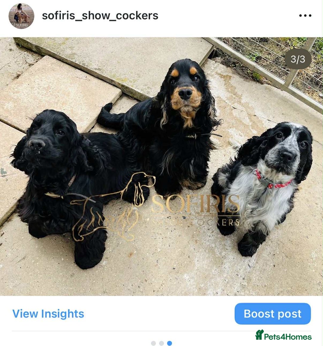 Cocker Spaniel dogs for stud: 100% show import stud - Advert 7