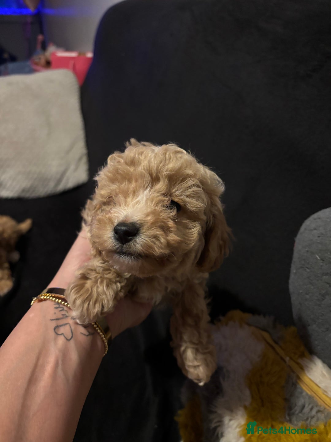 Toy Poodle dogs for sale: Toy puddles  - Advert 4