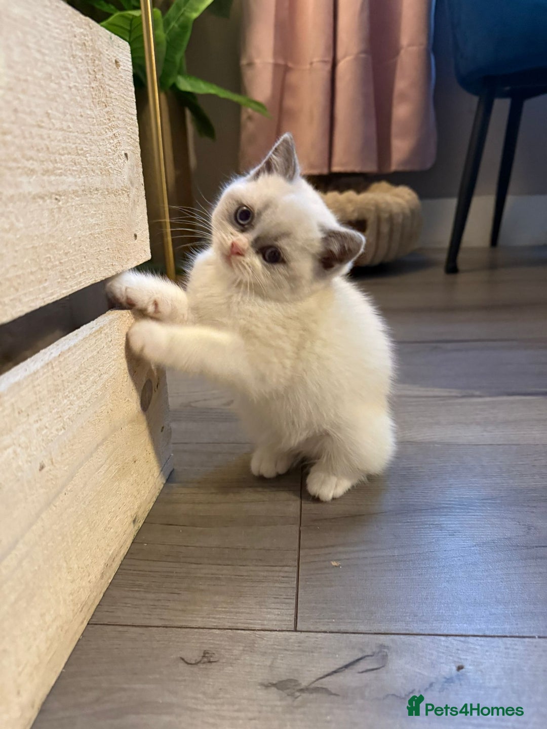 British Shorthair cats for sale: Pure British shorthair Champion line 😻🥇🏆 - Advert 1