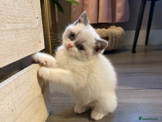 British Shorthair cats Pure British shorthair Champion line 😻🥇🏆 - Advert 4