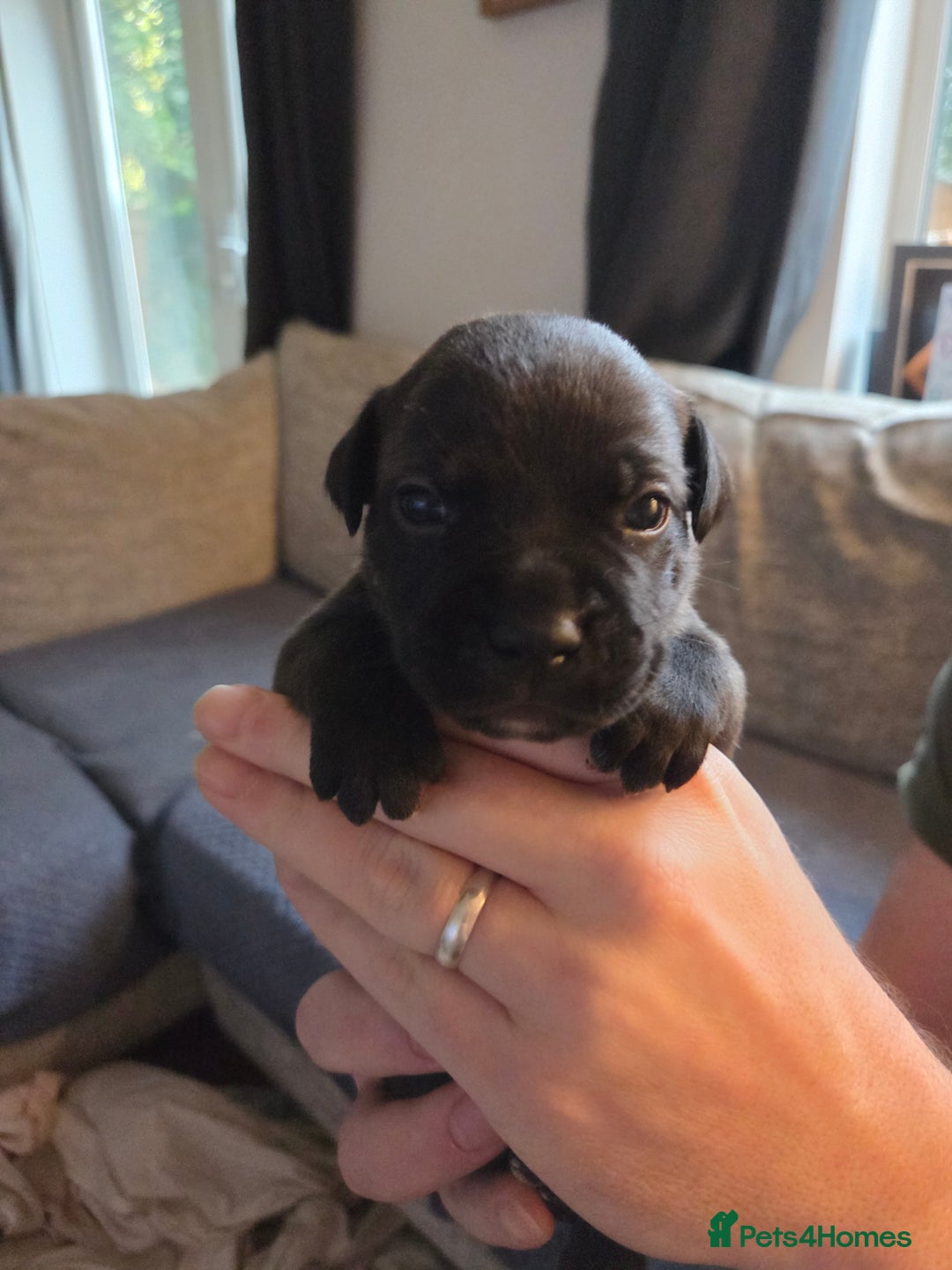 Staffordshire Bull Terrier dogs for sale: Beautiful litter of 9 Staffs  - Image 14