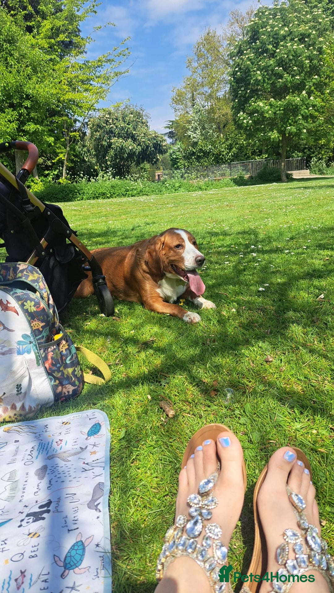 Bocker dogs for sale: Beautiful 6 year old Bocker - Advert 3