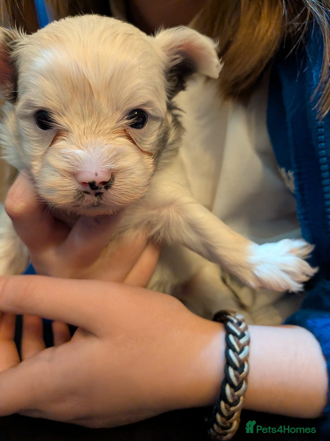 Biewer Terrier dogs for adoption: ❤️🐶 Sweet Pups Looking forResponsible Homes 🐶❤️ - Advert 9