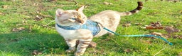 Bengal cats for stud: AMAZING SNOW LYNX STUD BENGAL TICA reg  in Harlow - Advert 9