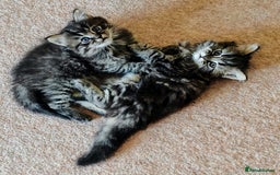 Persian cats for sale: Persian British shorthair mix kittens (SOLD) - Image 8