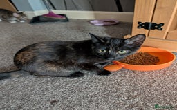 Mixed Breed cats for sale: Cute kittens - Advert 6