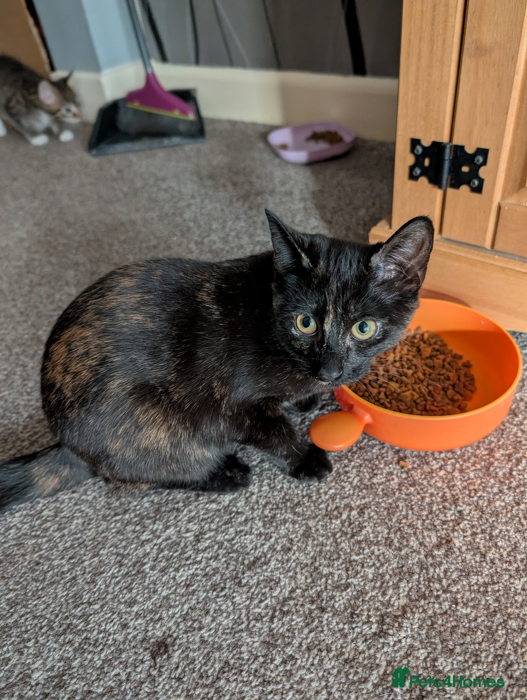 Mixed Breed cats for sale: Cute kittens - Advert 6