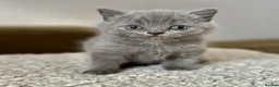 British Shorthair cats for sale: Solid blue and blue bi-colour kittens Cornwall - Advert 4