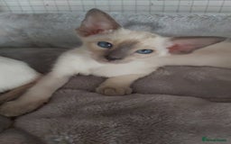 Oriental cats for sale: Full Pedigree Oriental 6 Kittens XL size ears GCCF - Image 18